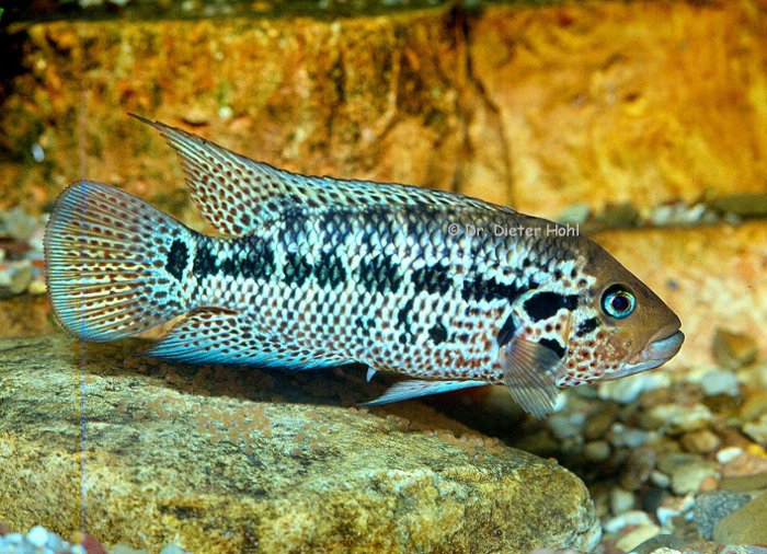 Parachromis motaguensis