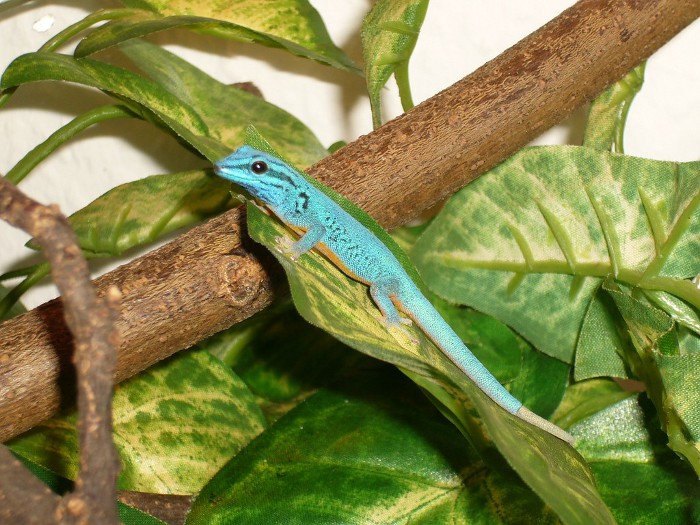 Lygodactylus willamsi, Männchen